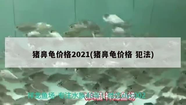 魚缸過濾器選購指南:自制魚缸過濾器魚缸上置過濾器對于養魚愛好者的必備知識 豬鼻龜價格2021(豬鼻龜價格犯法) 豬鼻龜百科 豬鼻龜價格2021(豬鼻龜價格犯法) 豬鼻龜價格2021(豬鼻龜價格犯法) 豬鼻龜百科