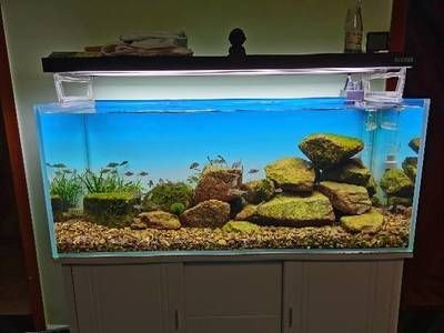 白魚缸放白背景還是黑背景：如何選擇魚缸背景紙
