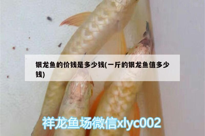 銀龍魚(yú)的價(jià)錢是多少錢(一斤的銀龍魚(yú)值多少錢)