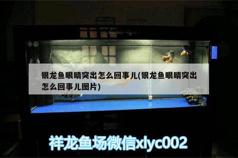 銀龍魚眼睛突出怎么回事兒(銀龍魚眼睛突出怎么回事兒圖片) 銀龍魚眼睛突出怎么回事兒(銀龍魚眼睛突出怎么回事兒圖片) 銀龍魚百科