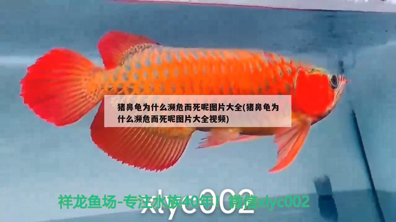 豬鼻龜為什么瀕危而死呢圖片大全(豬鼻龜為什么瀕危而死呢圖片大全視頻) 豬鼻龜為什么瀕危而死呢圖片大全(豬鼻龜為什么瀕危而死呢圖片大全視頻) 豬鼻龜百科