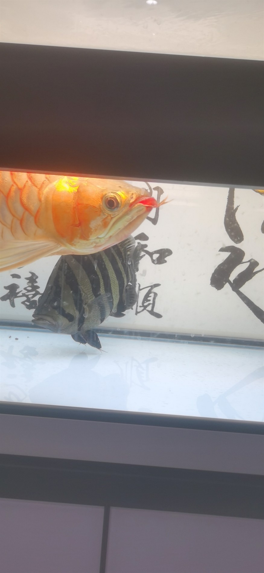 性感紅唇