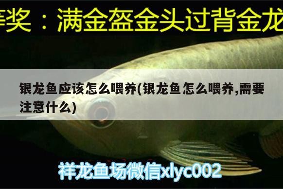 銀龍魚應該怎么喂養(銀龍魚怎么喂養,需要注意什么) 銀龍魚應該怎么喂養(銀龍魚怎么喂養,需要注意什么) 銀龍魚百科
