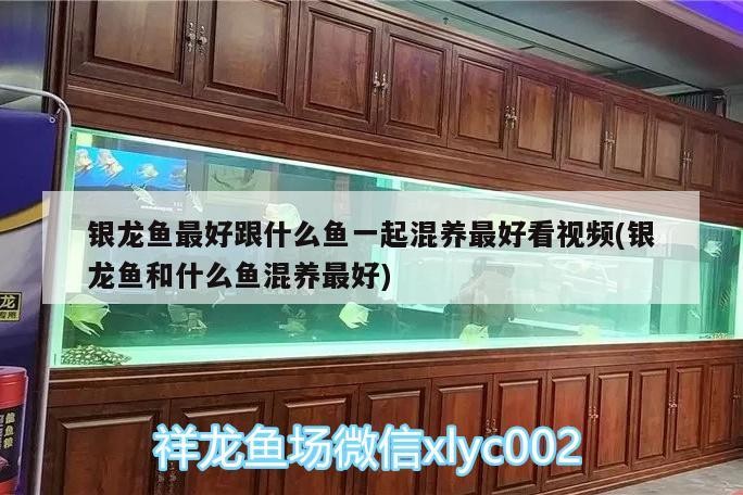 銀龍魚最好跟什么魚一起混養最好看視頻(銀龍魚和什么魚混養最好)