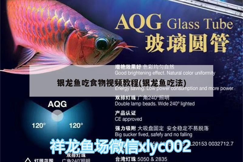 魚(yú)缸 銀龍魚(yú)吃食物視頻教程(銀龍魚(yú)吃法) 銀龍魚(yú)百科 銀龍魚(yú)吃食物視頻教程(銀龍魚(yú)吃法) 銀龍魚(yú)吃食物視頻教程(銀龍魚(yú)吃法) 銀龍魚(yú)百科