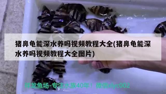 紅龍魚用黃燈烤有用嗎 鶴崗百姓網二手魚缸市場(鶴崗百姓網二手魚缸市場地址) 森森魚缸 鶴崗百姓網二手魚缸市場(鶴崗百姓網二手魚缸市場地址) 鶴崗百姓網二手魚缸市場(鶴崗百姓網二手魚缸市場地址) 森森魚缸