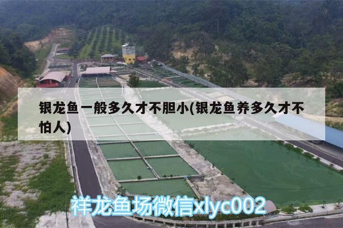 銀龍魚(yú)一般多久才不膽小(銀龍魚(yú)養(yǎng)多久才不怕人)