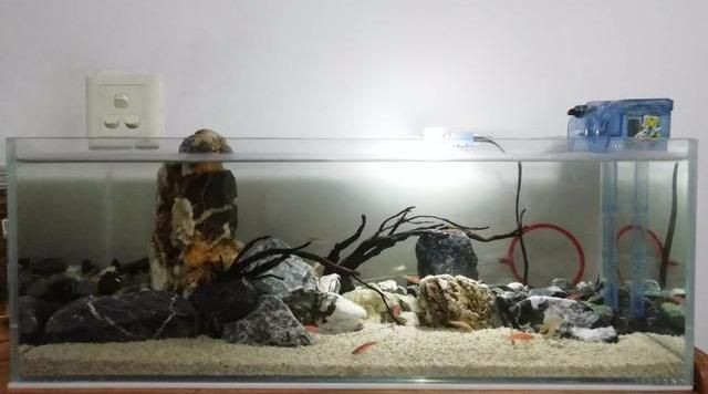不用打理的魚缸有哪些品種