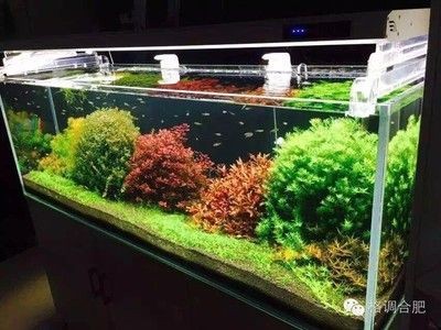 180的魚缸水景多少錢 180的魚缸水景多少錢 魚缸百科 第2張