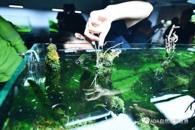 180的魚缸水景多少錢 180的魚缸水景多少錢 魚缸百科 第3張