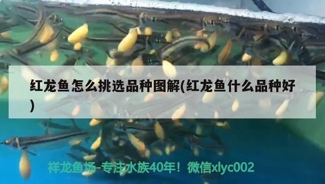 紅龍魚怎么買最好：紅龍魚市場價格趨勢，紅龍魚日常護(hù)理要點(diǎn)