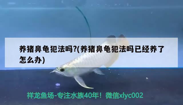 養豬鼻龜犯法嗎?(養豬鼻龜犯法嗎已經養了怎么辦)