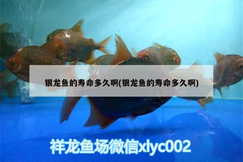 銀龍魚的壽命多久啊(銀龍魚的壽命多久啊)