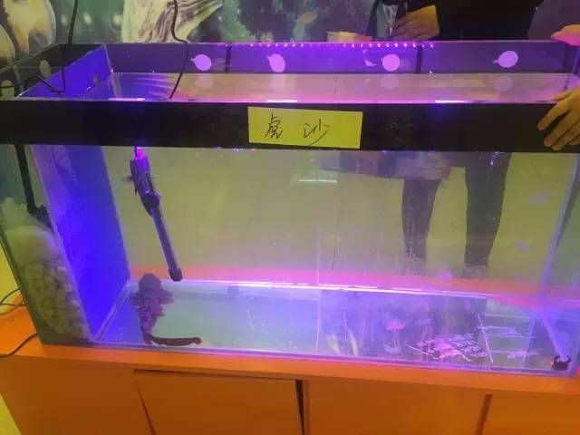 大魚缸怎么清理沙子的：大魚缸清理注意事項在清理大魚缸中的沙子可以采用以下幾種方法
