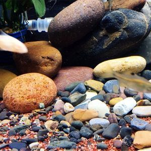 大魚缸怎么清理沙子的：大魚缸清理注意事項在清理大魚缸中的沙子可以采用以下幾種方法