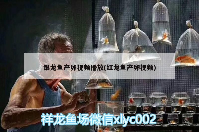 銀龍魚(yú)產(chǎn)卵視頻播放(紅龍魚(yú)產(chǎn)卵視頻)