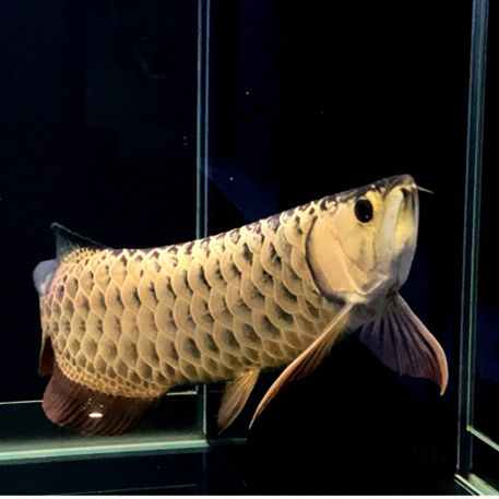 求助大家虎魚混養問題 求助大家虎魚混養問題 虎魚百科 第1張