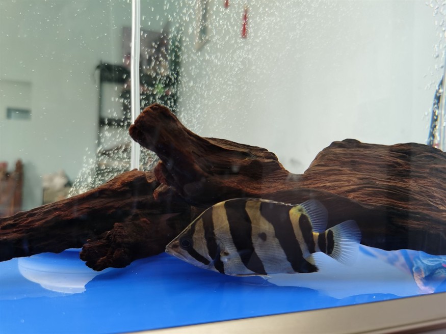 求助大家虎魚混養問題 求助大家虎魚混養問題 虎魚百科 第2張