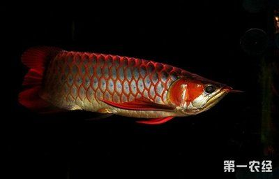紅龍魚哪里的好養?。宏P于紅龍魚飼養的一些詳細信息 紅龍魚哪里的好養啊：關于紅龍魚飼養的一些詳細信息 紅龍魚百科 第5張