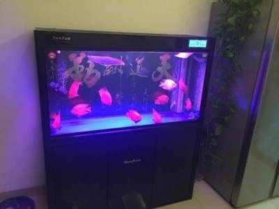 成品魚缸改裝效果圖：成品魚缸內(nèi)部過濾器改造效果圖魚缸內(nèi)部過濾器改造 成品魚缸改裝效果圖：成品魚缸內(nèi)部過濾器改造效果圖魚缸內(nèi)部過濾器改造 魚缸百科 第2張