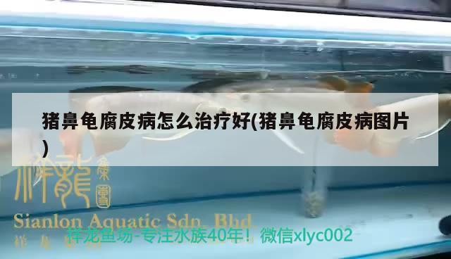 豬鼻龜腐皮病怎么治療好(豬鼻龜腐皮病圖片) 豬鼻龜腐皮病怎么治療好(豬鼻龜腐皮病圖片) 豬鼻龜百科