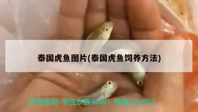 泰國虎魚圖片(泰國虎魚飼養方法)