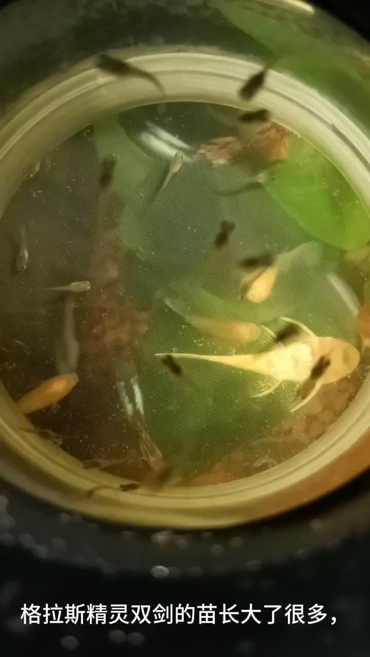 最近繁殖進展，還算順利