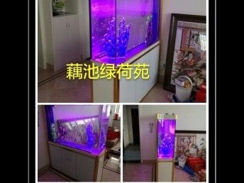 巴南哪里有魚缸賣的實體店：巴南區有哪些魚缸實體店？