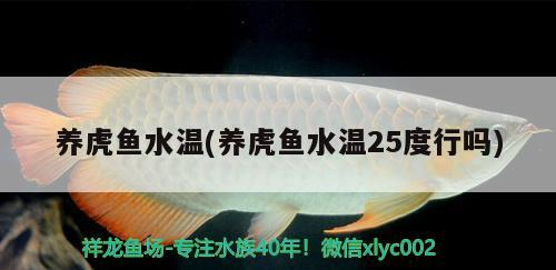 龍魚 養(yǎng)虎魚水溫(養(yǎng)虎魚水溫25度行嗎) 虎魚百科 養(yǎng)虎魚水溫(養(yǎng)虎魚水溫25度行嗎) 養(yǎng)虎魚水溫(養(yǎng)虎魚水溫25度行嗎) 虎魚百科