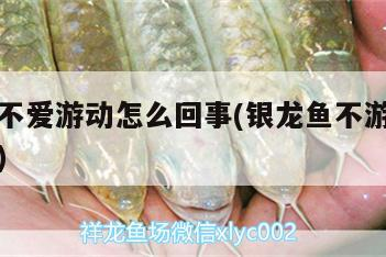 銀龍魚不愛游動怎么回事(銀龍魚不游總在上面不動) 銀龍魚不愛游動怎么回事(銀龍魚不游總在上面不動) 銀龍魚百科