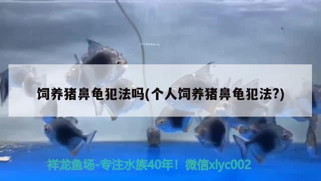 飼養(yǎng)豬鼻龜犯法嗎(個(gè)人飼養(yǎng)豬鼻龜犯法?) 飼養(yǎng)豬鼻龜犯法嗎(個(gè)人飼養(yǎng)豬鼻龜犯法?) 豬鼻龜百科