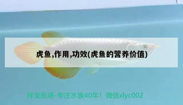 鸚鵡魚和銀龍魚混養(yǎng)怎樣喂食 虎魚,作用,功效(虎魚的營養(yǎng)價(jià)值) 虎魚百科 虎魚,作用,功效(虎魚的營養(yǎng)價(jià)值) 虎魚,作用,功效(虎魚的營養(yǎng)價(jià)值) 虎魚百科