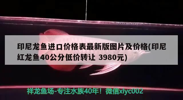 印尼龍魚進(jìn)口價格表最新版圖片及價格(印尼紅龍魚40公分低價轉(zhuǎn)讓3980元)