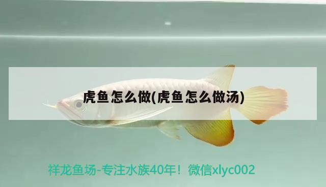 虎魚怎么做(虎魚怎么做湯)
