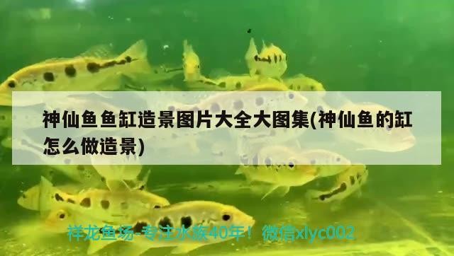 神仙魚魚缸造景圖片大全大圖集(神仙魚的缸怎么做造景)
