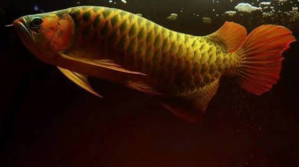 紅龍魚養多長時間變紅了：如何判斷紅龍魚的血統優劣，紅龍魚日常護理要點