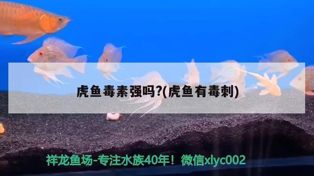 虎魚毒素強嗎?(虎魚有毒刺)