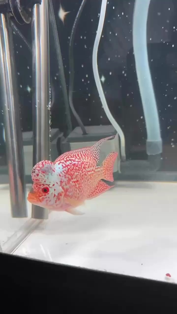 金龍福龍魚的特點是什么？，金龍福龍魚是什么魚？