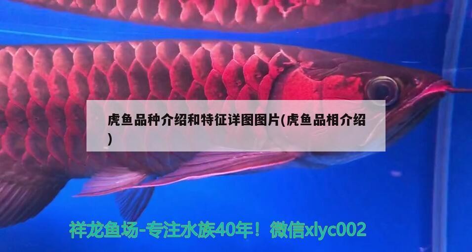 虎魚品種介紹和特征詳圖圖片(虎魚品相介紹)