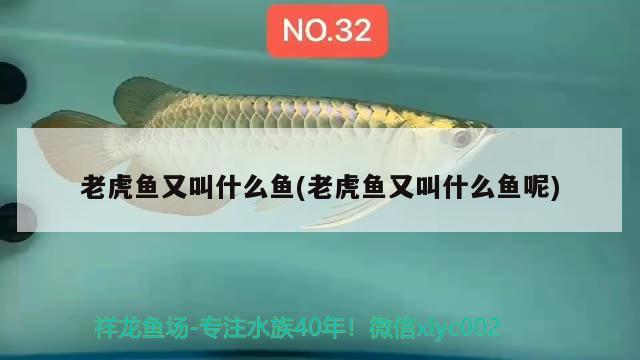 我的虎魚真菌感染了要怎么處理 老虎魚又叫什么魚(老虎魚又叫什么魚呢) 虎魚百科 老虎魚又叫什么魚(老虎魚又叫什么魚呢) 老虎魚又叫什么魚(老虎魚又叫什么魚呢) 虎魚百科