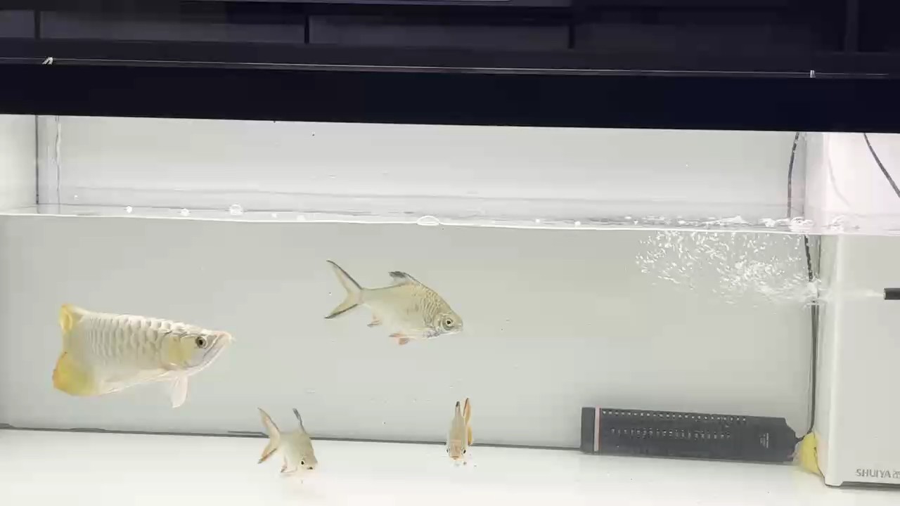 這魚怎樣。
