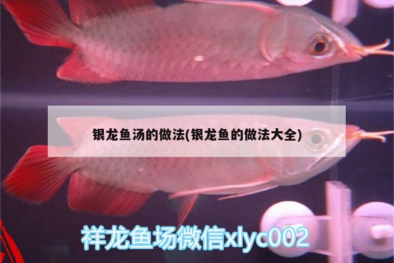 銀龍魚湯的做法(銀龍魚的做法大全)