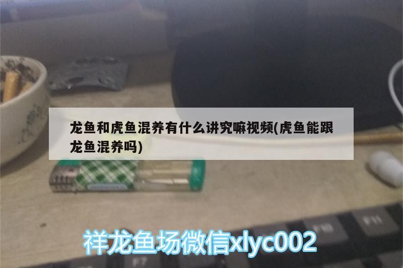 龍魚和虎魚混養有什么講究嘛視頻(虎魚能跟龍魚混養嗎)