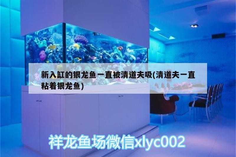 新入缸的銀龍魚一直被清道夫吸(清道夫一直粘著銀龍魚)