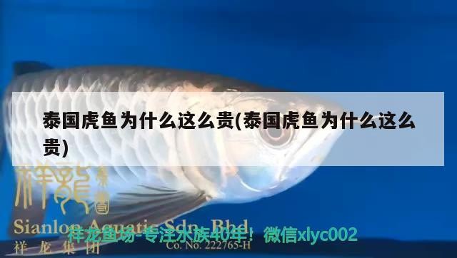 龍魚 泰國虎魚為什么這么貴(泰國虎魚為什么這么貴) 虎魚百科 泰國虎魚為什么這么貴(泰國虎魚為什么這么貴) 泰國虎魚為什么這么貴(泰國虎魚為什么這么貴) 虎魚百科