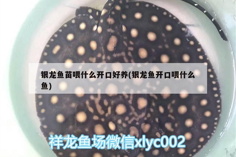 銀龍魚苗喂什么開口好養(銀龍魚開口喂什么魚)