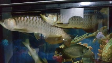 金龍魚魚尾裂開怎么回事兒