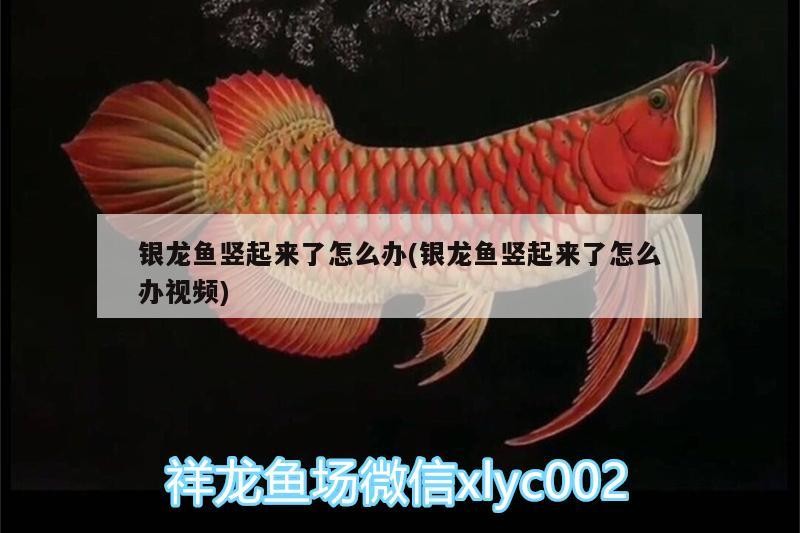 魚缸用增氧泵價格是多少:魚缸增氧機(jī)-xtrac增氧機(jī)-xtrac增氧機(jī) 銀龍魚豎起來了怎么辦(銀龍魚豎起來了怎么辦視頻) 銀龍魚百科 銀龍魚豎起來了怎么辦(銀龍魚豎起來了怎么辦視頻) 銀龍魚豎起來了怎么辦(銀龍魚豎起來了怎么辦視頻) 銀龍魚百科