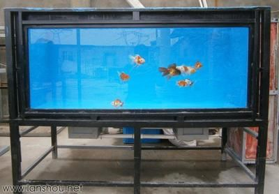 大魚缸改造成斗魚缸怎么辦：diy魚缸改造指南