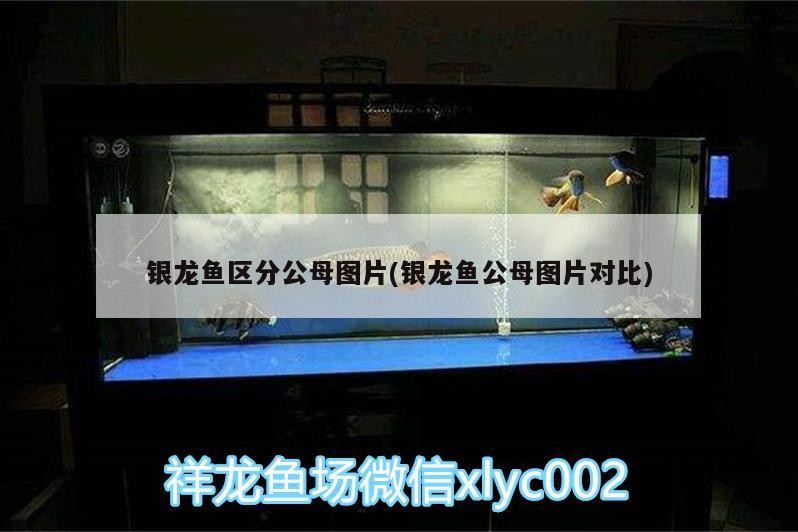 魚缸 銀龍魚區分公母圖片(銀龍魚公母圖片對比) 銀龍魚百科 銀龍魚區分公母圖片(銀龍魚公母圖片對比) 銀龍魚區分公母圖片(銀龍魚公母圖片對比) 銀龍魚百科